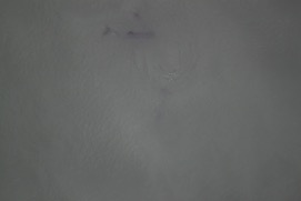 Missing Picture